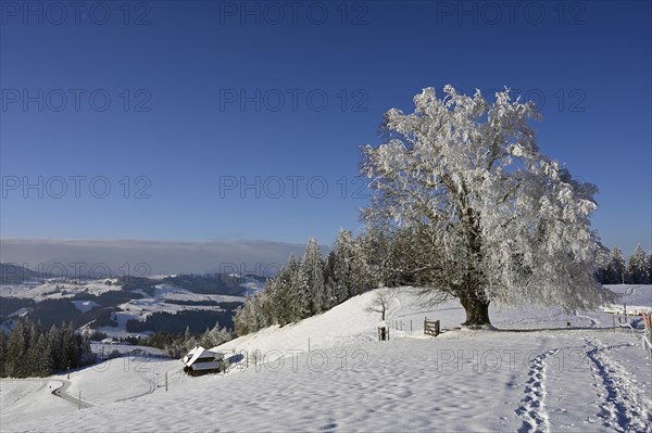 Winter landscape