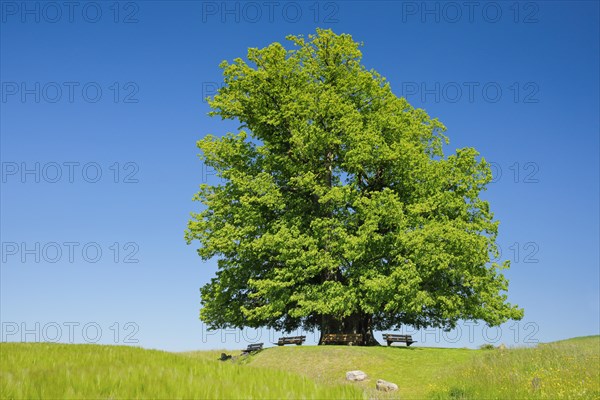 Linner Lime tree