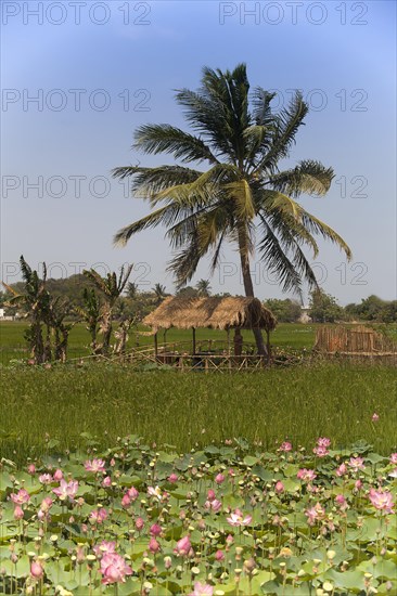 Palm tree at the lotus garden near Thap Cham