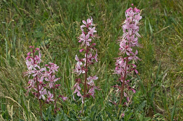 Burning bush (Dictamnus albus)