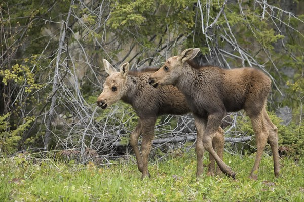 American elk