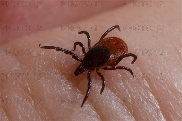 Castor bean tick (Ixodes ricinus)