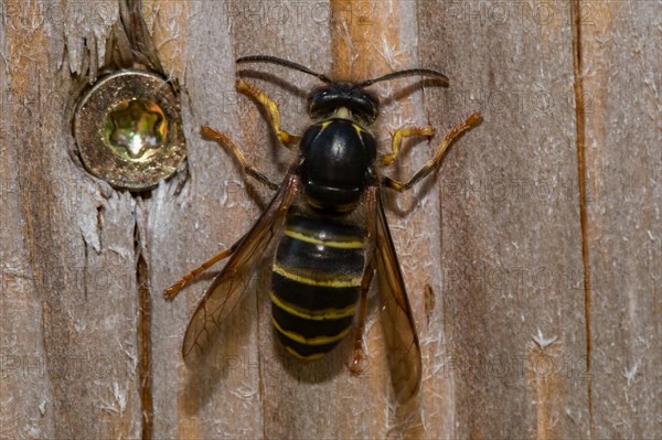 Median wasp (Dolichovespula media)