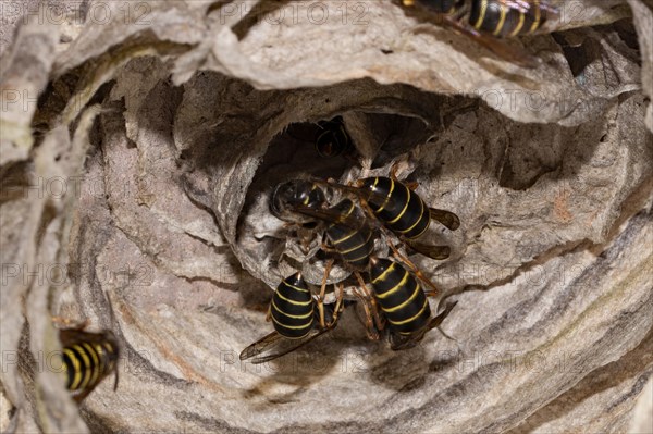 Median wasp (Dolichovespula media)