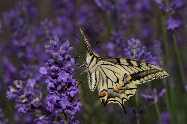 Swallowtail (Papilio machaon)