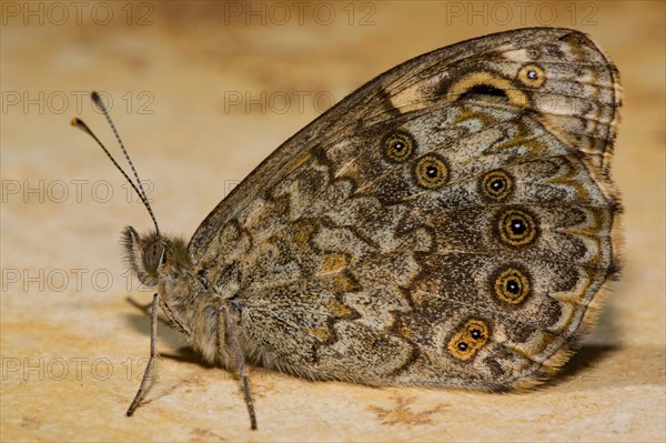 Wall brown (Lasiommata megera)