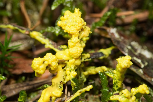 Slime mould (Physarum virescens)