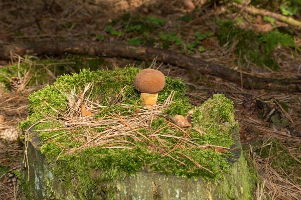 Bay bolete (Imleria badia)