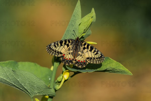 Southern festoon (Zerynthia polyxena)