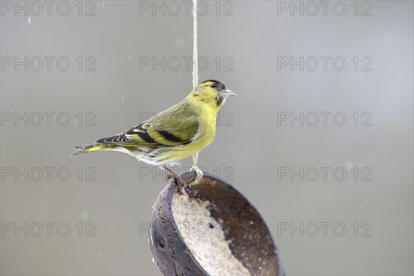 Male Eurasian siskin (Spinus spinus) at feeding place