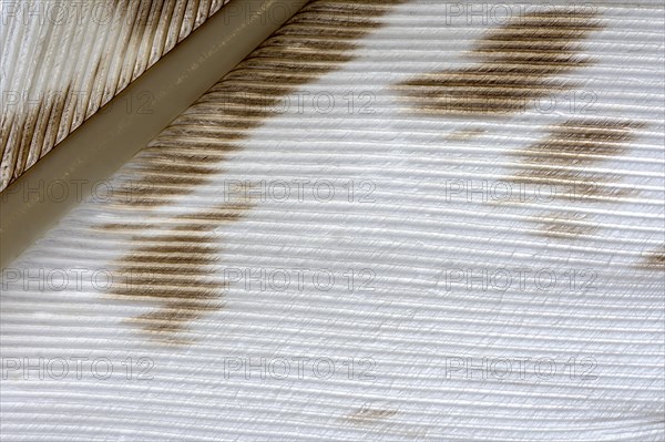 Spring detail