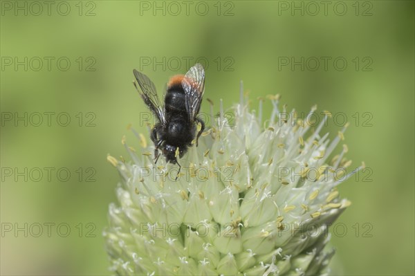 Red-tailed bumblebee (Bombus lapidarius)