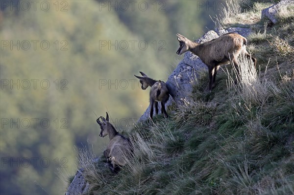 Chamois (Rupicapra rupicapra)