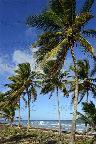 Beach near Uvero Alto