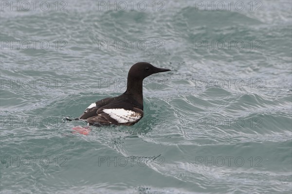 Thick-billed murre (Uria lomvia) or Brunnich's black guillemot in water