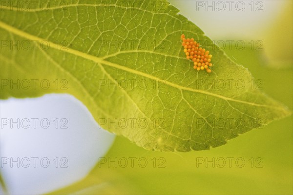 Ladybird (Coccinellidae)
