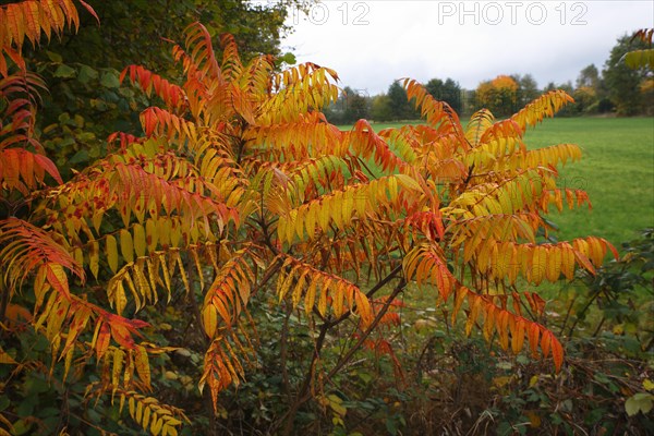 Staghorn sumac (Rhus typhina) in autumn