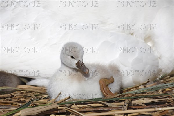 Mute swan (Cygnus olor)