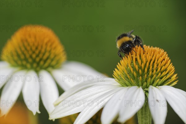 Buff-tailed bumblebee (Bombus terrestris) collecting pollen on coneflower (Echinacea purpurea)