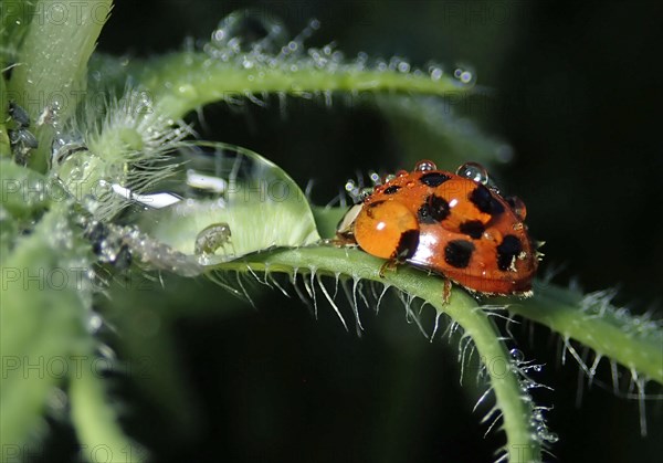 Asian lady beetle (Harmonia axyridis)