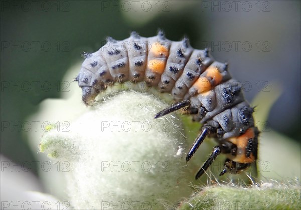 Seven-spott ladybird (Coccinella septempunctata)