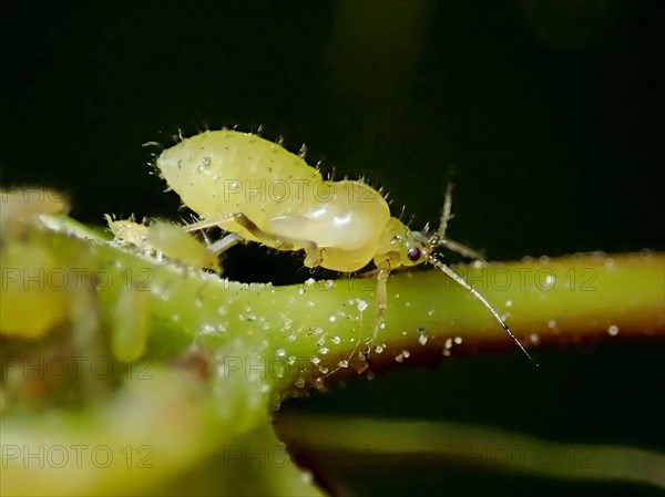 Plantlouse (Aphididae)