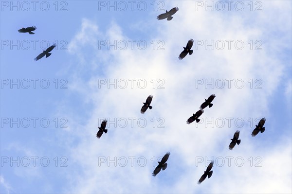 Red-billed Choughs (Pyrrhocorax pyrrhocorax barbarus) La Palma