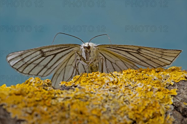 Black-veined moth (Siona lineata)