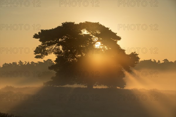 Westruper Heide