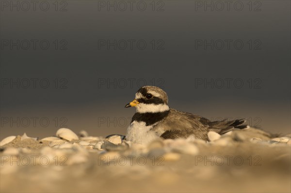 Ringed plover (Charadrius hiaticula)