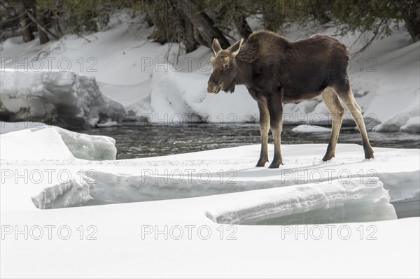 Elk