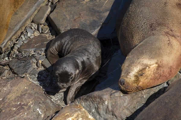 Sealion Island