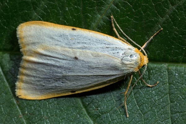 Four-spotted runner (Cybosia mesomella)