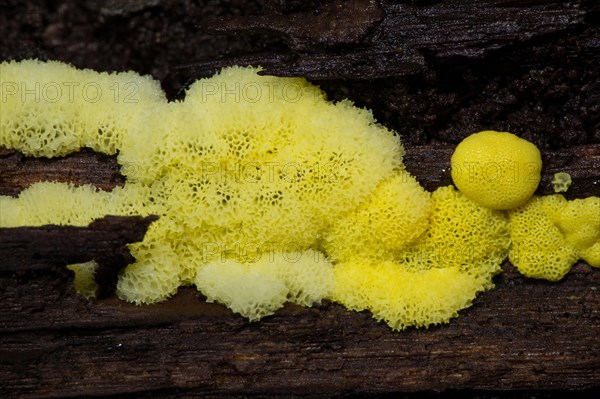 Slime mould (Ceratiomyxa porioides)