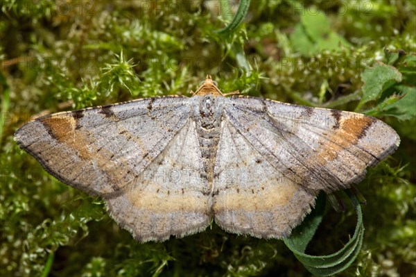 Tawny-barred angle (Macaria liturata)