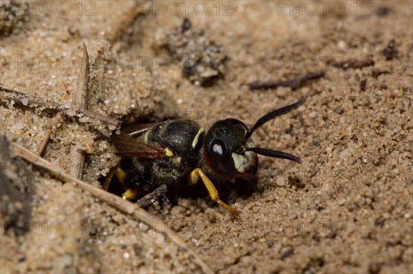 European beewolf (Philanthus triangulum)