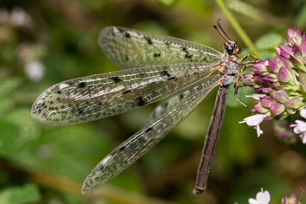 Antlion (Euroleon nostras)