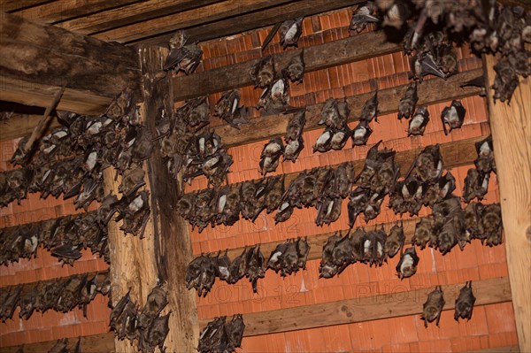 Greater mouse-eared bats (Myotis myotis)