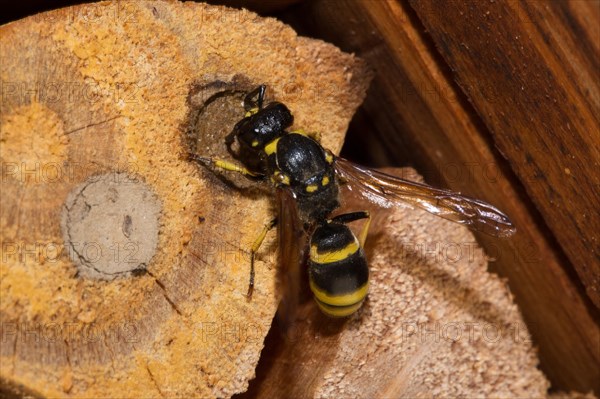 Mason wasp