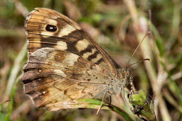 Speckled wood (Pararge aegeria)