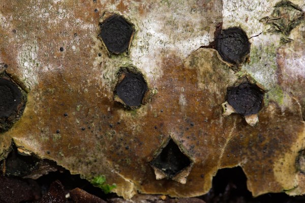 Marginated bark ball fungus (Biscogniauxia marginata)