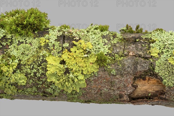 Wall yellow lichen (Xanthoria parietina) (Physia adscendens)