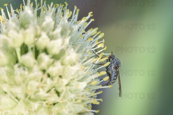 Empis tessellatav (Empis tessellata) Winter onion