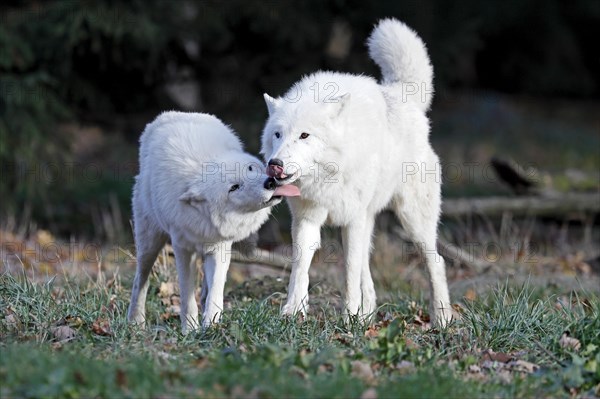 Arctic wolf (Canis lupus arctos)