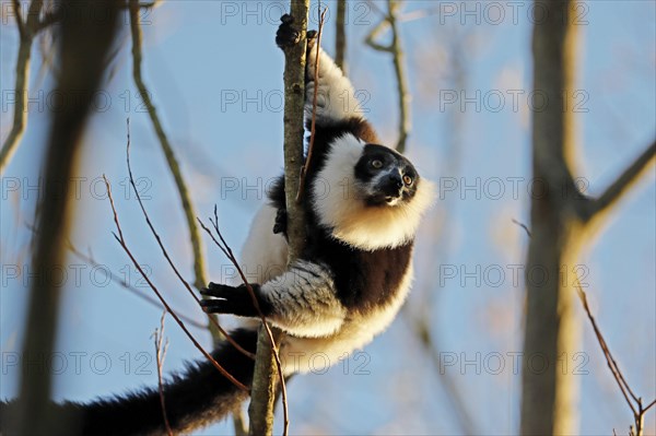 Black and white ruffed lemur (Varecia variegata)