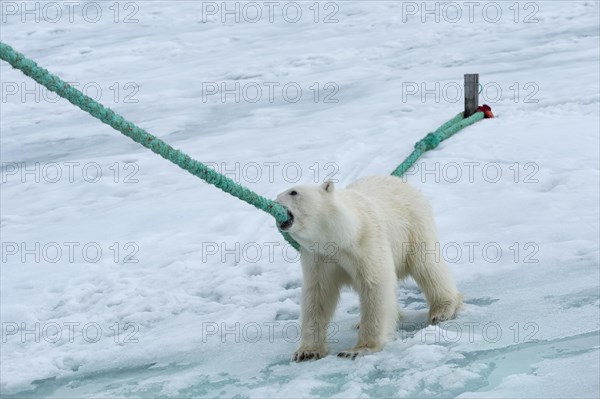 Polar bear (Ursus maritimus) pulling and biting the rope of the expedition ship