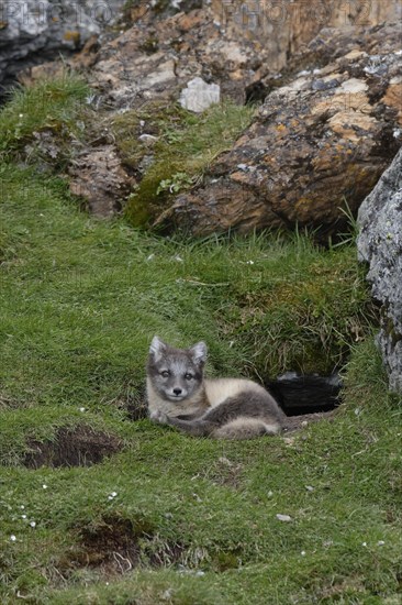 Young Arctic fox (Vulpes lagopus)