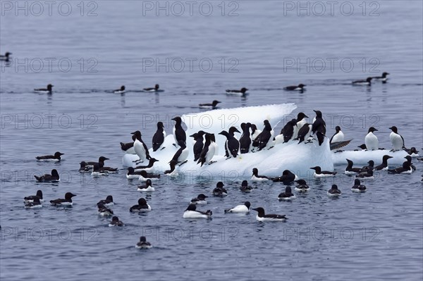 Thick-billed murre (Uria lomvia) or Brunnich's Guillemot on an iceberg