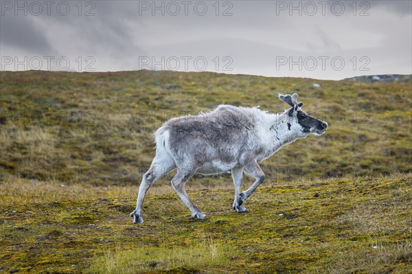 Svalbard reindeer (Rangifer tarandus platyrhynchus) in the Toundra