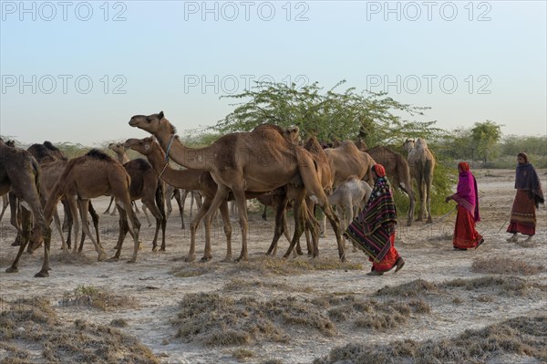 Dromedaries